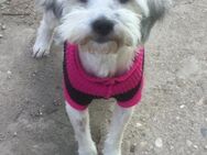 Yvonne; kleines Hundeherz - Geilenkirchen