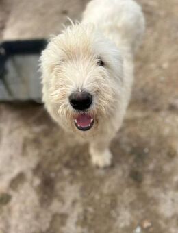 Monte - fröhlicher Jungrüde - Löwenberger Land