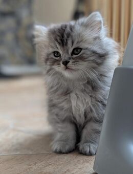 Perser-Mix Katze (Kitten) ab 19.10.2025 abzugeben - Pölzig