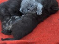 Süße Babykatzen (BTK-Mix) in liebevolle Hände abzugeben – 400 € VB - Hamm