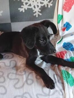 süßer Lausbub KNUFFEL - Mamming