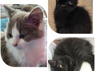 Maine-Coon Mix und Britischlanghaar Mix - Sangerhausen