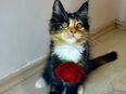 💫 Zauberhafte Main Coon Mix Kitten mit Stammbaum – bereit für ein liebevolles Zuhause 💫 in 92655