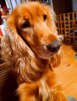 Charly - ein Herz auf vier Pfoten - Tholey