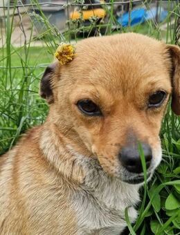 Nicki sucht dich - Wallerfangen