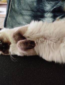 Verkaufe eine liebevolle Ratgol Kitte - Weißwasser (Oberlausitz)