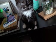 Zuckersüße BLH-Kitten (Kater) – liebevoll aufgezogen, super verschmust! - Drolshagen