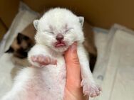 4 zauberhafte Pointed Kitten suchen ein liebevolles Zuhause - Stockelsdorf
