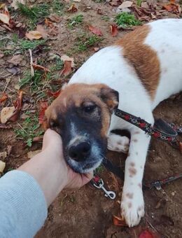 Wolfgang, lustiger Junghund, ca. 6 Monat - Vaterstetten