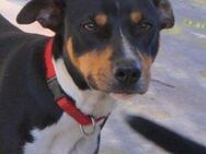 Odin-junger Mischling sucht Happy Home - Bad Camberg