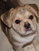 Frengle Welpen - Französischer Bulldoggen Retro Rüde Toto von untersuchten Elterntieren in 60311