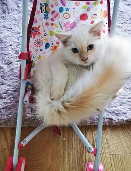 Ragdoll Kater ca 5 Monate - Muldestausee