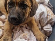Verspielter Oliver sucht eine Familie - Großefehn