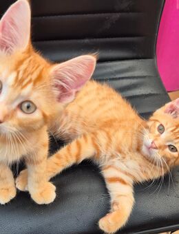 Süße Main Coon MIX abzugeben - Dissen (Teutoburger Wald)