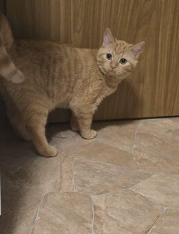 Schmuse Katze zu verschenken - Rodgau