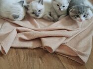 🐾 4 Babykatzen zu verkaufen – 2 Kater & 2 Katzen, 2 Monate alt 🐾 - Lahnstein