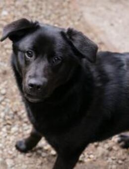 GITTA - aufgeweckt und voller Tatendrang - Overath