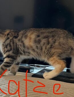 Süße Kätzchen Kitten Katze Weiblich 3 Monate alt - Sögel