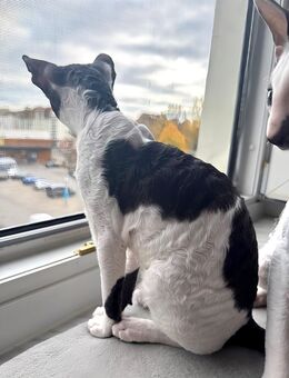 Cornish Rex Kitten Verfügbar - Chemnitz
