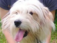 ATHENA sucht Familie - Gefrees