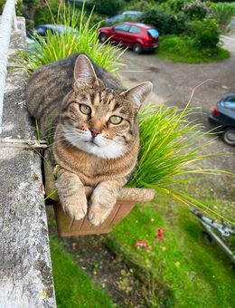 Katze sucht neues Zuhause - Bremen