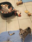 Chihuahua Welpen suchen ein neues Zuhause in 25421