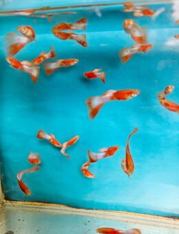 Guppy , versch. / Play - Halberstadt