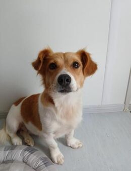 ❤️ zuckersüsse Nellie❤️ - Eislingen (Fils)