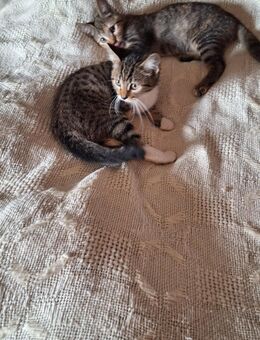Katzenbabys - Mönchengladbach