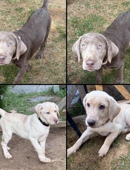 Reinrassige Labrador Welpen mit Ahnentafel silber und weiß - Bad Wildungen