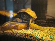 Wasser Schildkröte Chinesische Dreikielschildkröte - Kempten (Allgäu)