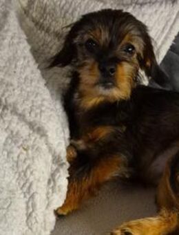 Kleinbleibende Krizia sucht ein Zuhause - Neuss