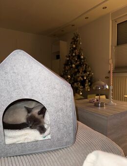 Jungkatze Siam-Mix - Linnich