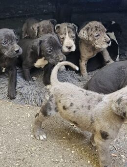 Deutsche Doggenwelpen abzugeben!!! - Mühlberg (Elbe) Zentrum