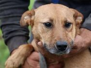 Sanjan - kinderlieber Familienhund - Lohra