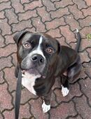 Hund schweren Herzens abzugeben in 01279