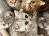 Britisch Kurzhaar Kitten in Berlin + Stammbaum - Berlin