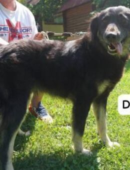 Daniel Elegant, charmant und ... - Kissing