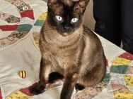 Siamprinzessin Nisha (ALM) - Geisenheim