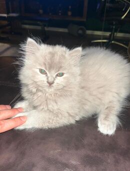 4 britische kitten - Bremen