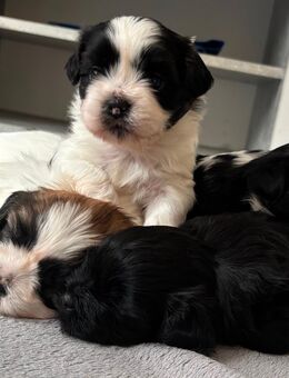 Zuckersüße Shih Tzu Welpen - Berlin Marzahn-Hellersdorf