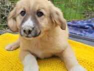 Welpin ♥Raya♥ süße Maus sucht ihr Zuhaus - Hamburg
