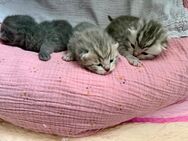 Britisch Kurzhaar Kitten - Glauchau Zentrum