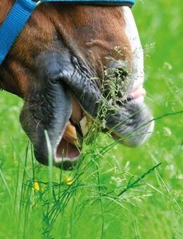 Landhaus mit schönem Grundstück!!! 2000m² für Mensch & Tier Sehnde-City - Sehnde