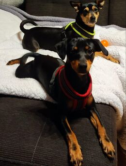Süße Pinscher-Mix Welpen abzugeben - Friedrichshafen