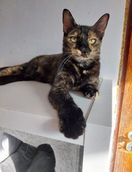 Goldie Jungkatze - Rambin