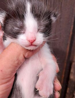 Süsse Katzenbabys Hauskatze - Döbern