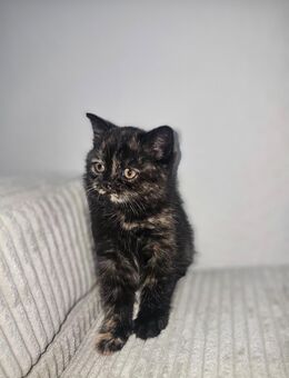 BKH katze ( weiblich ) - Gelsenkirchen Schalke-Nord