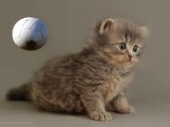 BKH BLH Kitten - Bockhorn (Niedersachsen)