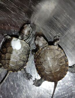 Europäische Sumpfschildkröte Emys Orbicularis NZ 2024 - Elztal